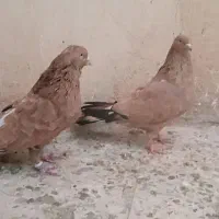 برنجی پرتقالی اصیل فول کیفیت|پرنده|تهران, منیریه|دیوار