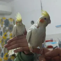 دوعدد جوجه عروس هلندی نر و ماده