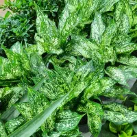 گل آپارتمانی گلدان کود خاک سم چهارپایه استند|گل و گیاه طبیعی|الوند, |دیوار