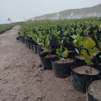 نهال یک ساله،ودوماه