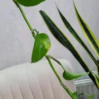 گل پتوس|گل و گیاه طبیعی|تهران, جنتآباد مرکزی|دیوار