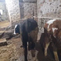 گوساله|حیوانات مزرعه|ایجرود, |دیوار