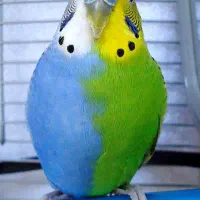 جفت مرغ عشق