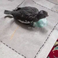 جوجه عروس هلندی|پرنده|مشهد, شهید قربانی|دیوار