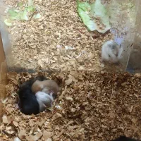 چند همستر برای فروش