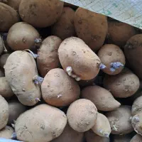 فروش سیب زمینی بذر