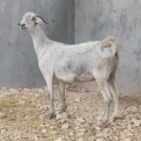 بز دورک آبستن