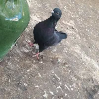 کفتر زاغ و سرخ|پرنده|قم, جوی شور|دیوار