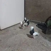 اهواز