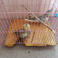 د جوجه عروس دستی