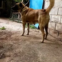 توله ماده دوساله سراب