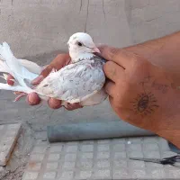 کبوتر هوایی|پرنده|سمنان, |دیوار