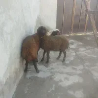 ۳عدد بره واسه داشت ۳تاش باهم‌‌۴۱ملیون