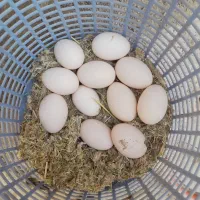 تخم مرغ گلین نطفه دار دانه ۱۰۰ هزارتومان