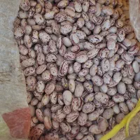 لوبیا چیتی|خوردنی و آشامیدنی|بلداجی, |دیوار