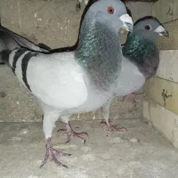 با سلام 2جفت پلاکی  قیمت توافقی