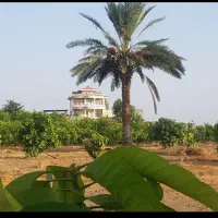 استخدام کارگر نیازمند نیرو باغ کشاورزی