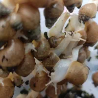 معاوضه حلزون ارایشی|خزنده|بیرجند, |دیوار