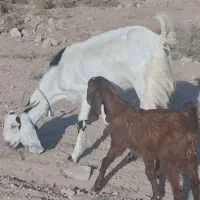 بز جوان لنگه 3 قلو با بزغاله ماده|حیوانات مزرعه|دره شهر, |دیوار