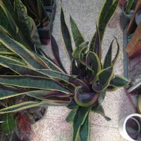 گل اپارتمانی