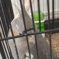 عروس هلندی|پرنده|رشت, پل تالشان|دیوار