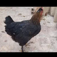 مرغ محلی اصل