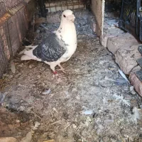 کفتر نر ماده