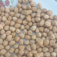نخود اعلا برداشت امسال