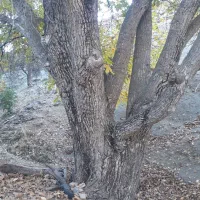 چوب گردو فروشی|گل و گیاه طبیعی|سنقر, |دیوار