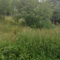 فروش-زمین-باغی