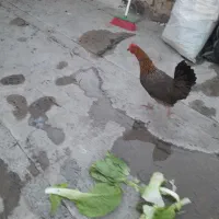 مرغ محلی|حیوانات مزرعه|قم, شهر قائم|دیوار