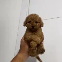 پودل سایز توی اورجینال|سگ|تهران, سعادتآباد|دیوار