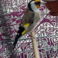 سهره نر بخون عروسک|پرنده|ساوه, |دیوار