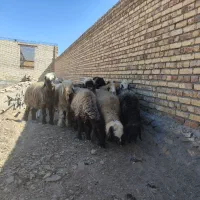 ده راس شک بختیاری آبستن