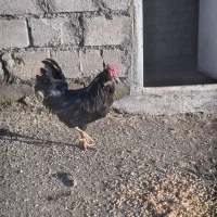 خروس گلین سیاه