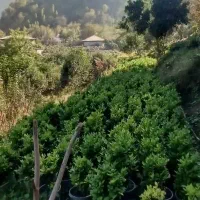 گلدانی|گل و گیاه طبیعی|رحیمآباد, |دیوار