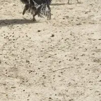 بوقلمون