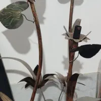 آباژور