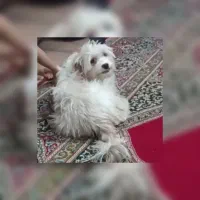 سگ گمشده ماده در کوکجان|سگ|اصفهان, کوجان|دیوار
