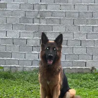 سگ نگهبان|سگ|رشت, پسیخان|دیوار