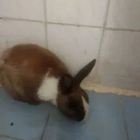 خرگوش باهوش  به دلیل نداشتن جا واگذار میشود