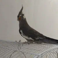 عروس هلندی|پرنده|پاکدشت, پاکدشت (مامازند)|دیوار