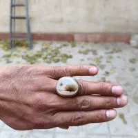 انگشتر نقره فخر