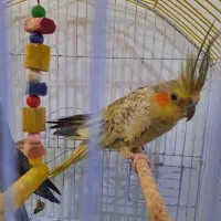 عروس هلندی ماده