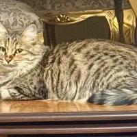 فروش گربه خانگی