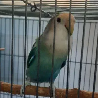 طوطی کوتوله برزیلی ،رنگ خاص،سالم،نوشهر|پرنده|نوشهر, |دیوار