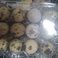 تخم بلدرچین نطفه دار و خوراکی