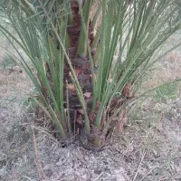 فروش پاجوش نخل برحی اصل به شرط