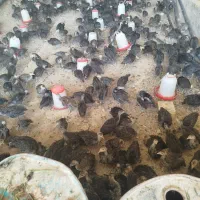 جوجه بوقلمون برنز یک ماهه و 45 روزه