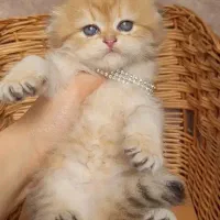 گربه عروسکی گلد اصالت دار